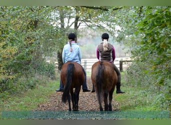 Neue Ferienwohnungen direkt am Wasser mit tollen Reitgelände - auch mit Gastboxen