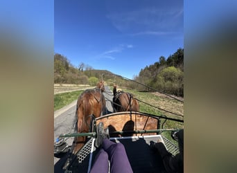 Vacaciones a caballo: mucho más que solo montar