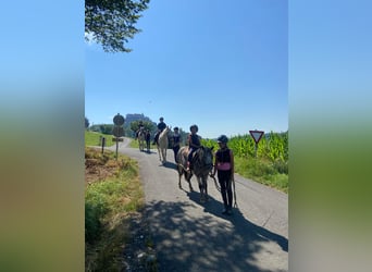 Vacaciones a caballo: mucho más que solo montar