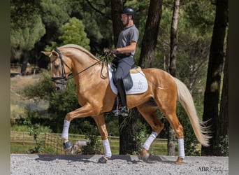 Reiterurlaub exklusiv auf unserem Lusitanogestüt 