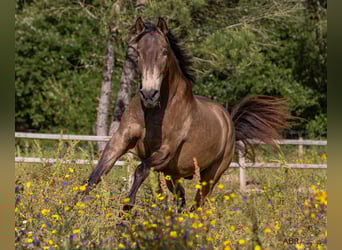 Reiterurlaub exklusiv auf unserem Lusitanogestüt 