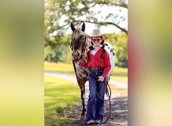Appaloosa, Caballo castrado, 10 años, 135 cm, Alazán-tostado