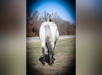 Appaloosa, Caballo castrado, 10 años, 137 cm, Tordo