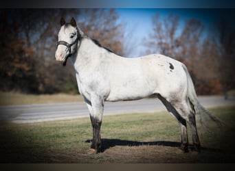 Appaloosa, Caballo castrado, 10 años, 137 cm, Tordo