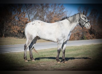 Appaloosa, Caballo castrado, 10 años, 137 cm, Tordo