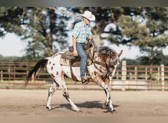 Appaloosa, Caballo castrado, 10 años, 142 cm, Castaño rojizo