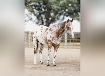 Appaloosa, Caballo castrado, 10 años, 142 cm, Castaño rojizo