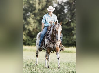 Appaloosa, Caballo castrado, 10 años, 142 cm, Castaño rojizo