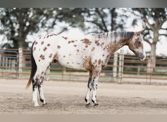 Appaloosa, Caballo castrado, 10 años, 142 cm, Castaño rojizo