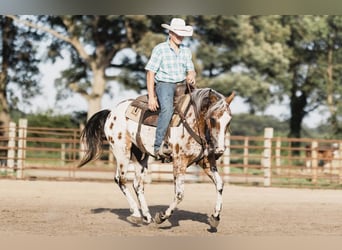 Appaloosa, Caballo castrado, 10 años, 142 cm, Castaño rojizo