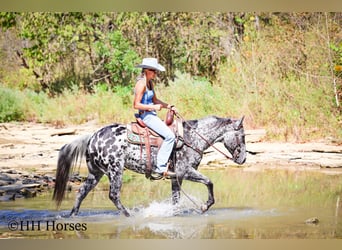 Appaloosa, Caballo castrado, 10 años, 150 cm, Atigrado/Moteado