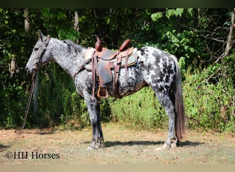 Appaloosa, Caballo castrado, 10 años, 150 cm, Atigrado/Moteado