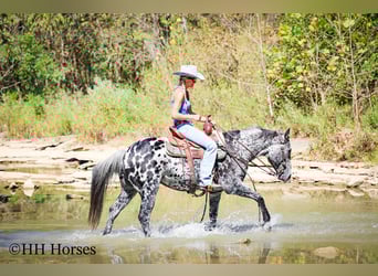 Appaloosa, Caballo castrado, 10 años, 150 cm, Atigrado/Moteado