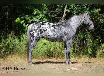 Appaloosa, Caballo castrado, 10 años, 150 cm, Atigrado/Moteado