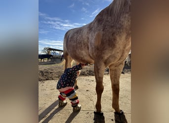Appaloosa, Caballo castrado, 10 años, 150 cm, Musgo