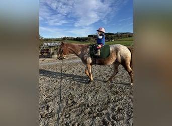 Appaloosa, Caballo castrado, 10 años, 150 cm, Musgo