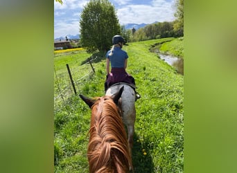 Appaloosa, Caballo castrado, 10 años, 150 cm, Musgo