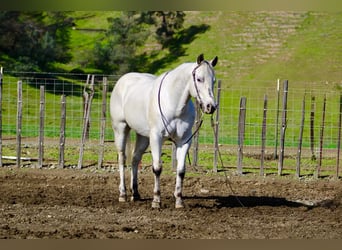 Appaloosa, Caballo castrado, 10 años, 150 cm, Tordo