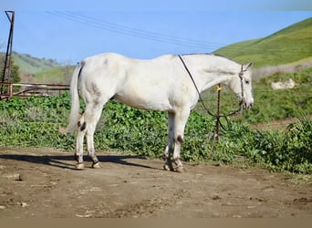 Appaloosa, Caballo castrado, 10 años, 150 cm, Tordo