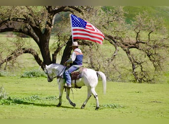 Appaloosa, Caballo castrado, 10 años, 150 cm, Tordo