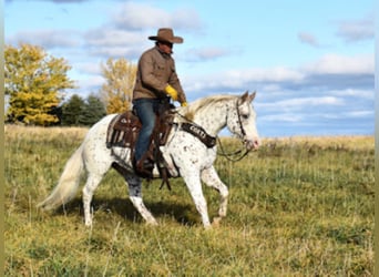 Appaloosa, Caballo castrado, 10 años, 152 cm, Alazán rojizo