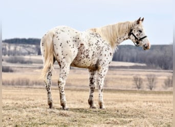 Appaloosa, Caballo castrado, 10 años, 152 cm, Alazán rojizo