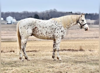 Appaloosa, Caballo castrado, 10 años, 152 cm, Alazán rojizo