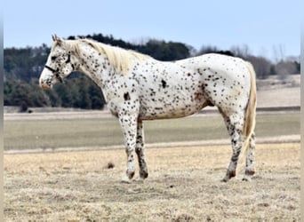 Appaloosa, Caballo castrado, 10 años, 152 cm, Alazán rojizo