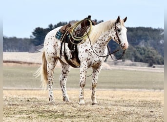 Appaloosa, Caballo castrado, 10 años, 152 cm, Alazán rojizo