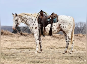 Appaloosa, Caballo castrado, 10 años, 152 cm, Alazán rojizo