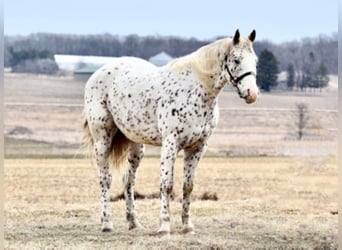 Appaloosa, Caballo castrado, 10 años, 152 cm, Alazán rojizo