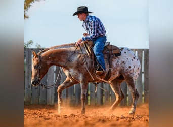 Appaloosa, Caballo castrado, 10 años, 152 cm, Alazán rojizo