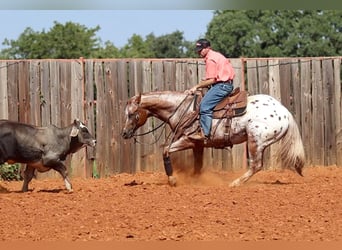 Appaloosa, Caballo castrado, 10 años, 152 cm, Alazán rojizo