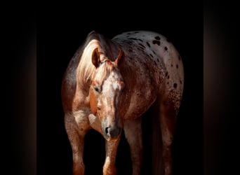 Appaloosa, Caballo castrado, 10 años, 152 cm, Alazán rojizo