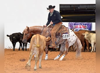 Appaloosa, Caballo castrado, 10 años, 152 cm, Alazán rojizo