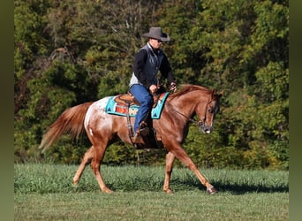 Appaloosa, Caballo castrado, 10 años, 152 cm, Alazán-tostado