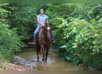 Appaloosa, Caballo castrado, 10 años, 152 cm, Alazán-tostado