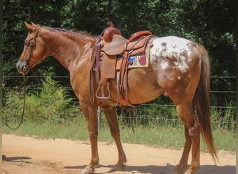 Appaloosa, Caballo castrado, 10 años, 152 cm, Alazán-tostado