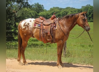 Appaloosa, Caballo castrado, 10 años, 152 cm, Alazán-tostado