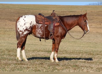 Appaloosa, Caballo castrado, 10 años, 152 cm