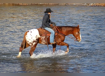 Appaloosa, Caballo castrado, 10 años, 152 cm