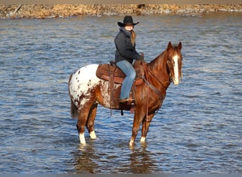 Appaloosa, Caballo castrado, 10 años, 152 cm