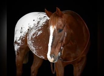 Appaloosa, Caballo castrado, 10 años, 152 cm