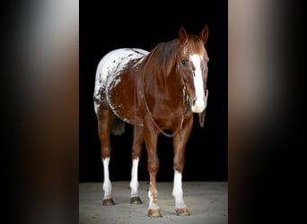 Appaloosa, Caballo castrado, 10 años, 152 cm