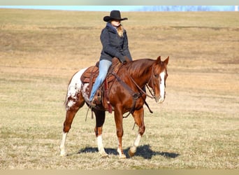 Appaloosa, Caballo castrado, 10 años, 152 cm