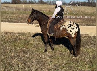 Appaloosa, Caballo castrado, 10 años, 152 cm, Castaño rojizo