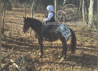 Appaloosa, Caballo castrado, 10 años, 152 cm, Castaño rojizo