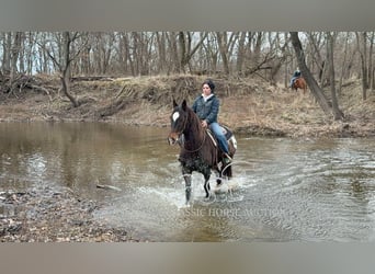 Appaloosa, Caballo castrado, 10 años, 152 cm, Castaño rojizo