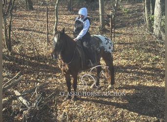 Appaloosa, Caballo castrado, 10 años, 152 cm, Castaño rojizo