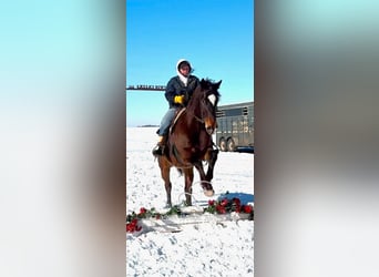 Appaloosa, Caballo castrado, 10 años, 152 cm, Castaño rojizo